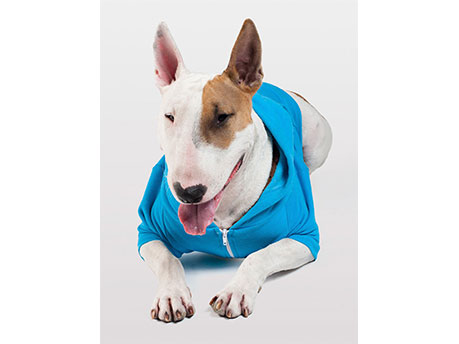 Blue Zip Up Dogs image